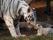 Khushi, a white tigress, plays with her newborn cub Feb. 11, 2012, at the state zoological park in Gauhati, India. Countries with wild tiger populations have agreed to do more to protect tiger habitats that are shrinking drastically because of deforestation and urban sprawl, conservationists said Friday. Representatives from the 13 Asian countries with tigers, meeting this week in New Delhi, issued a resolution acknowledging that the forests in which tigers live are inherently valuable themselves and worthy of protection.