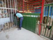 A Palestinian man looks at a lioness after her arrival at a zoo in the Atil village near the West Bank city of Tulkarem, on Monday. The lioness was evacuated from a makeshift zoo in Rafah, southern Gaza Strip, to join her mate, right, who was moved earlier to a better zoo in the West Bank. Four adult lions and two cubs were evacuated from cash-strapped, conflict-ridden zoos in Gaza for treatment and better living conditions in the West Bank and Jordan.