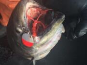 Spring chinook tend to bite on spinners as water temperatures warm in the lower Columbia River.