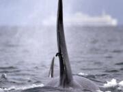 FILE -- In this file photo taken Jan. 18, 2014, a satellite-linked transmitter is visible on the dorsal fin of L87, an orca from the southern resident group of killer whales, while swimming in Puget Sound west of Seattle. Federal biologists have temporarily halted the satellite tagging program after another endangered Puget Sound orca was found dead, with pieces of a dart tag lodged in its fin. Canada&#039;s Department of Fisheries and Ocean says the initial exam of the 20-year-old whale found off Vancouver Island last month found no clear cause of death.