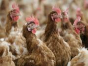 Cage-free chickens stand in a fenced pasture on the Francis Blake organic farm near Waukon, Iowa.