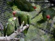 In this Wednesday, March 30, 2016 photo, parrots interact at SoCal Parrot, a parrot-rescue center, in Jamul, Calif. U.S. researchers are launching studies on Mexico?s red crowned parrot  - a species that has been adapting so well to living in cities in California and Texas after escaping from the pet trade that the population may now rival that in its native country.