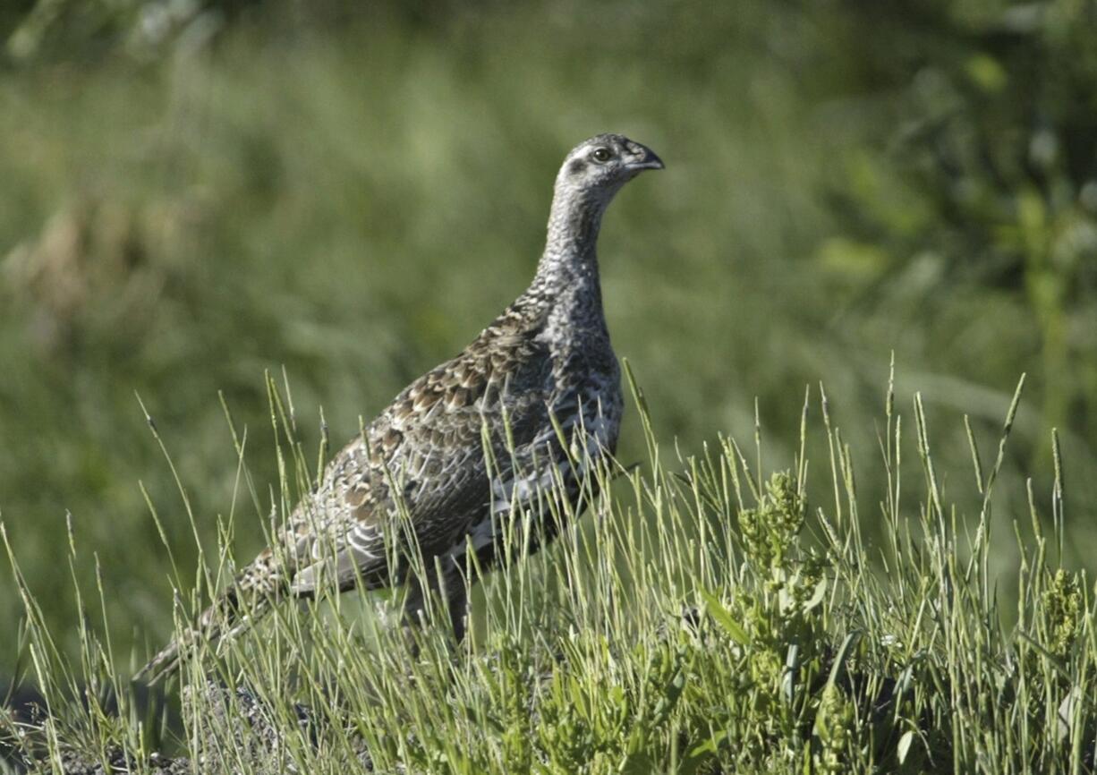 A sage grouse stands in a meadow at the Smith Creek Ranch, east of Fallon, Nev. Conservationists are suing the Bureau of Land Management to block construction of fences in northern Nevada that they say are intended to appease livestock ranchers at the risk of harming sage grouse and the drought-stricken federal rangeland.