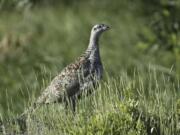 A sage grouse stands in a meadow at the Smith Creek Ranch, east of Fallon, Nev. Conservationists are suing the Bureau of Land Management to block construction of fences in northern Nevada that they say are intended to appease livestock ranchers at the risk of harming sage grouse and the drought-stricken federal rangeland.