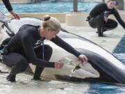 Whale trainer Kristi Burtis obtains a milk sample from Kalia, an orca whale. There&#039;s one last orca birth to come at SeaWorld, and it probably will be the last chance for a research biologist to study up close how female killer whales pass toxins to their calves through their milk.