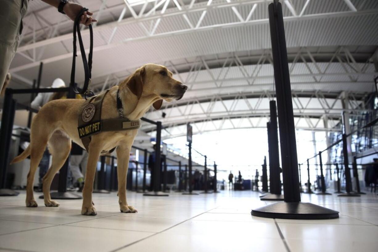 Eette, specially trained by the Transportation Security Administration to detect explosives on moving objects in busy environments, stands April 12 at a security checkpoint at Lambert-St. Louis International Airport in St. Louis.