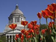 Tulips bloom in front of the state Capitol, Friday, April 8, 2016, in Olympia, Wash.