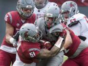 Washington State's Frankie Luvu (51) wraps up Gerard Wicks during college football action of the Crimson &amp; Gray Game, Saturday, April 23, 2016, in Spokane, Wash.