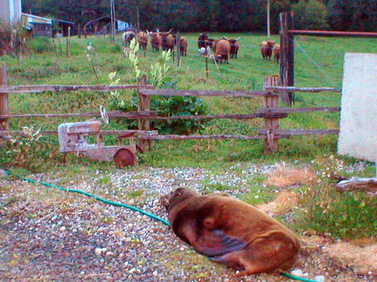 A wayward California sea lion sits in the driveway of the Soggy Bottom Farm near Oakville, Wash., about 50 miles from the ocean, April 15. The sea lion was released into Puget Sound the same day and a week later it was found dead under a bridge in Olympia, Wash. Biologists are trying to determine what killed it.