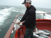 Deckhand Donald Pitts cleans a boat load of salmon at the end of a day of charter fishing out of Ilwaco.