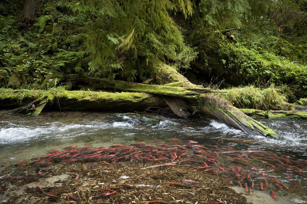 Great morning fishing Kokanee at Yale, get out and get some.