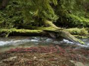 Kokanee jam lower Cougar Creek, a Yale Reservoir tributary, each fall when they spawn and die.