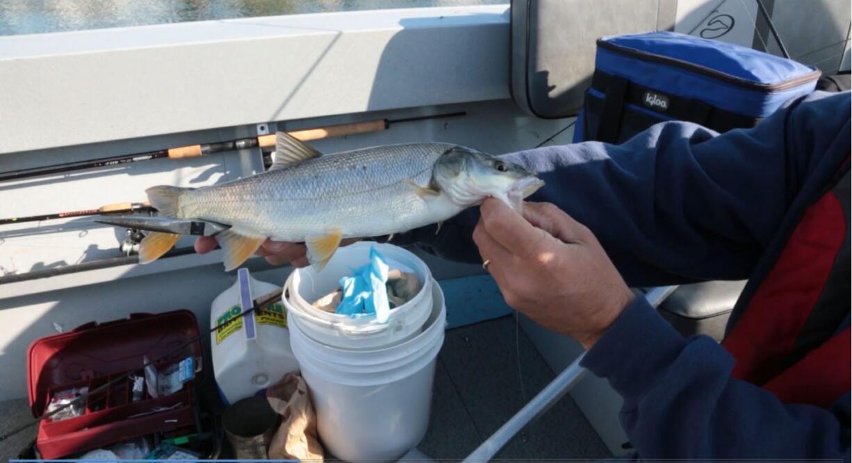 Northern pikeminnow need to be at least 9 inches long to earn the reward.