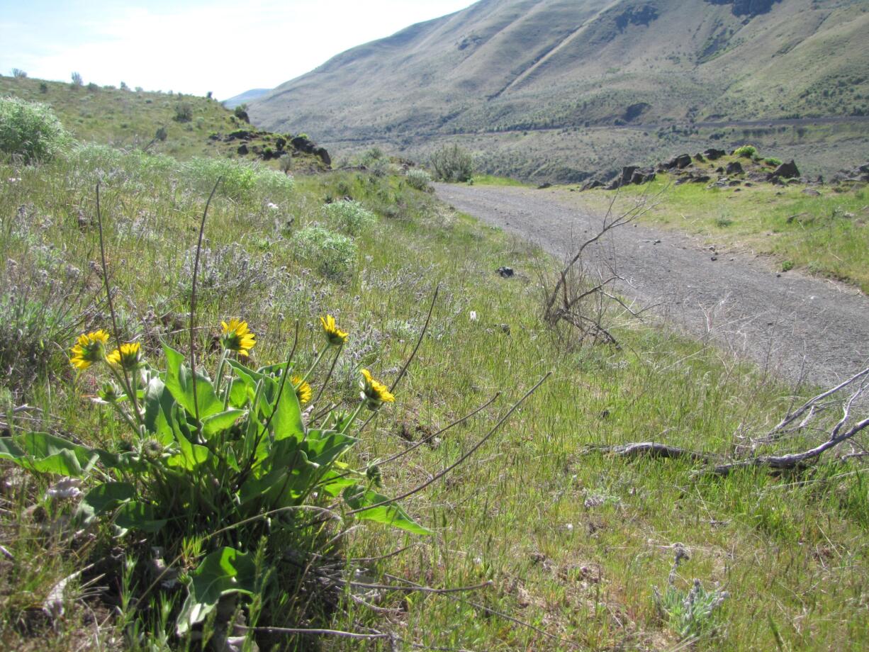 Cyclists will see lots of arrowleaf balsamroot along the former railroad grade on the east side of the lower Deschutes River.