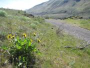 Cyclists will see lots of arrowleaf balsamroot along the former railroad grade on the east side of the lower Deschutes River.