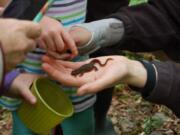 Columbia Way: Children find and learn about creatures just like this one at Critter Count on April 9 in Clark County.