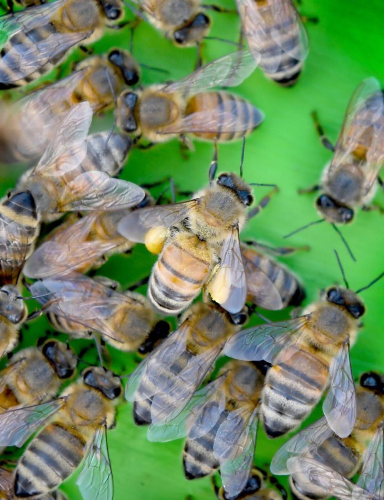 A bee carries pollen into its new hive. Bees pollinate about 30 percent of our nation&#039;s food.