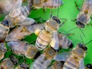 A bee carries pollen into its new hive. Bees pollinate about 30 percent of our nation&#039;s food.