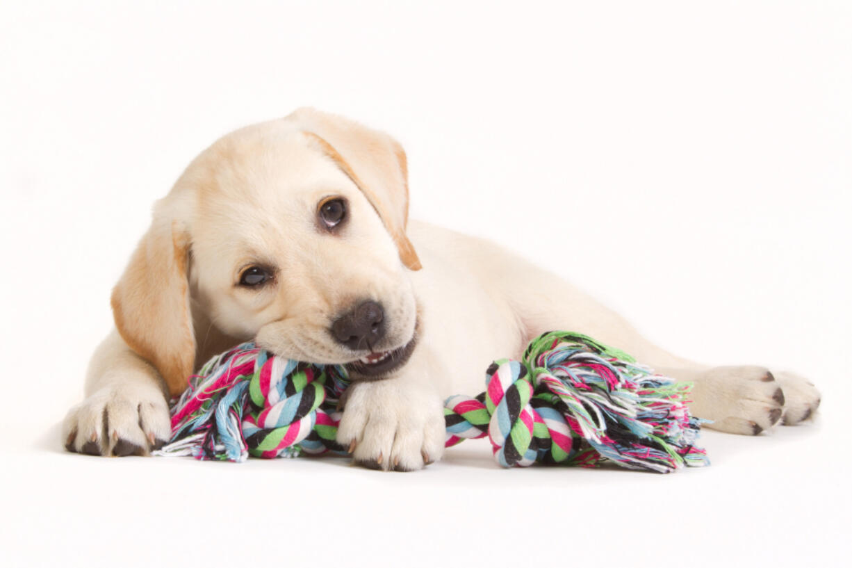 There are many things to consider when considering buying a puppy.