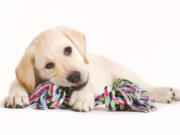 There are many things to consider when considering buying a puppy.