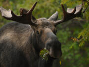 A bull moose munches on a mountain ash tree in east Anchorage, Alaska.