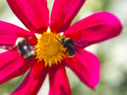 Bumblebees work on a flower at the Fort Vancouver garden in July 2013.