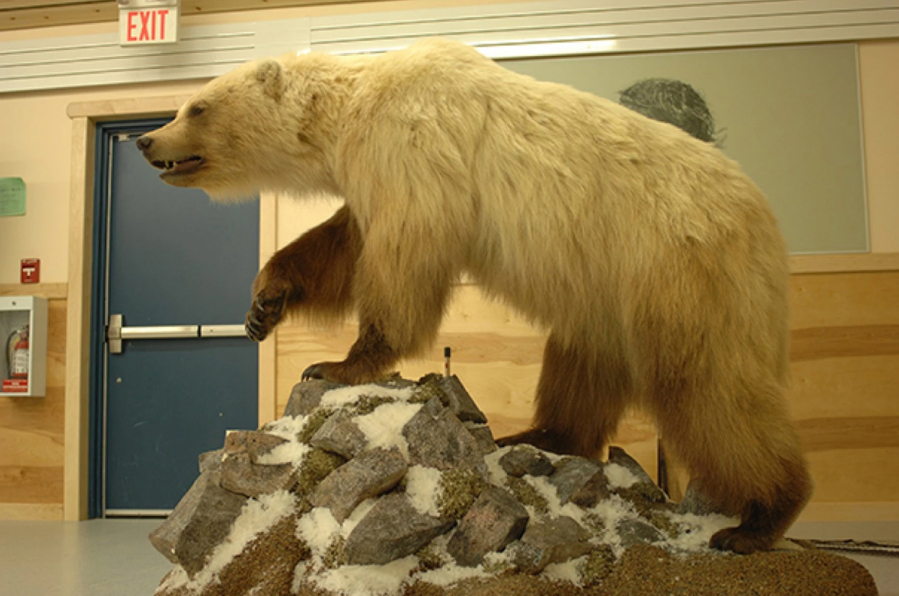 Grizzlies and polar bears mating more frequently The Columbian