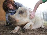 Henrietta the pig was found in Sampson County, N.C., abandoned by her owner, ears likely chewed off by dogs and with a bony tumor that may require amputating her left front leg.