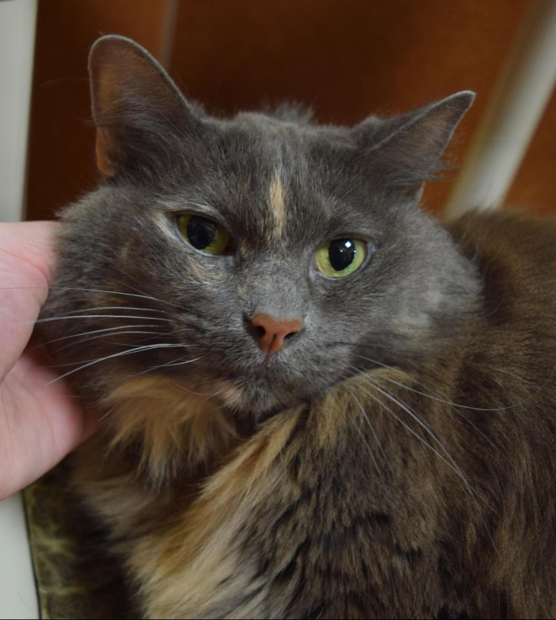 This pretty thang is Muffy! She&#039;s a sweet girl who arrived pretty shy but has quickly come out of her shell! Because of her longer fur, she will need to be kept indoors to keep it free from any painful matting.  These pets are among those available for adoption from noon to 6 p.m. Tuesday through Sunday at the Humane Society for Southwest Washington, 1100 N.E. 192nd Ave., Vancouver. The Humane Society is closed to the public on Mondays. Fees — which can include registered microchip, health exam, a spay or neuter certificate and vaccination — vary.