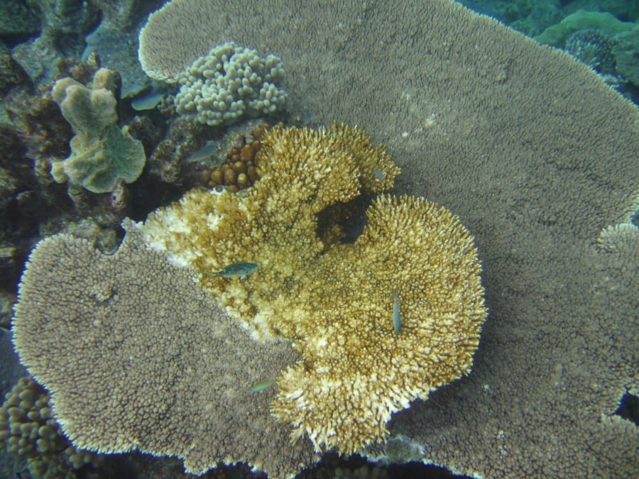 Great Barrier Reef coral bounces back, but global warming still a risk -  The Washington Post