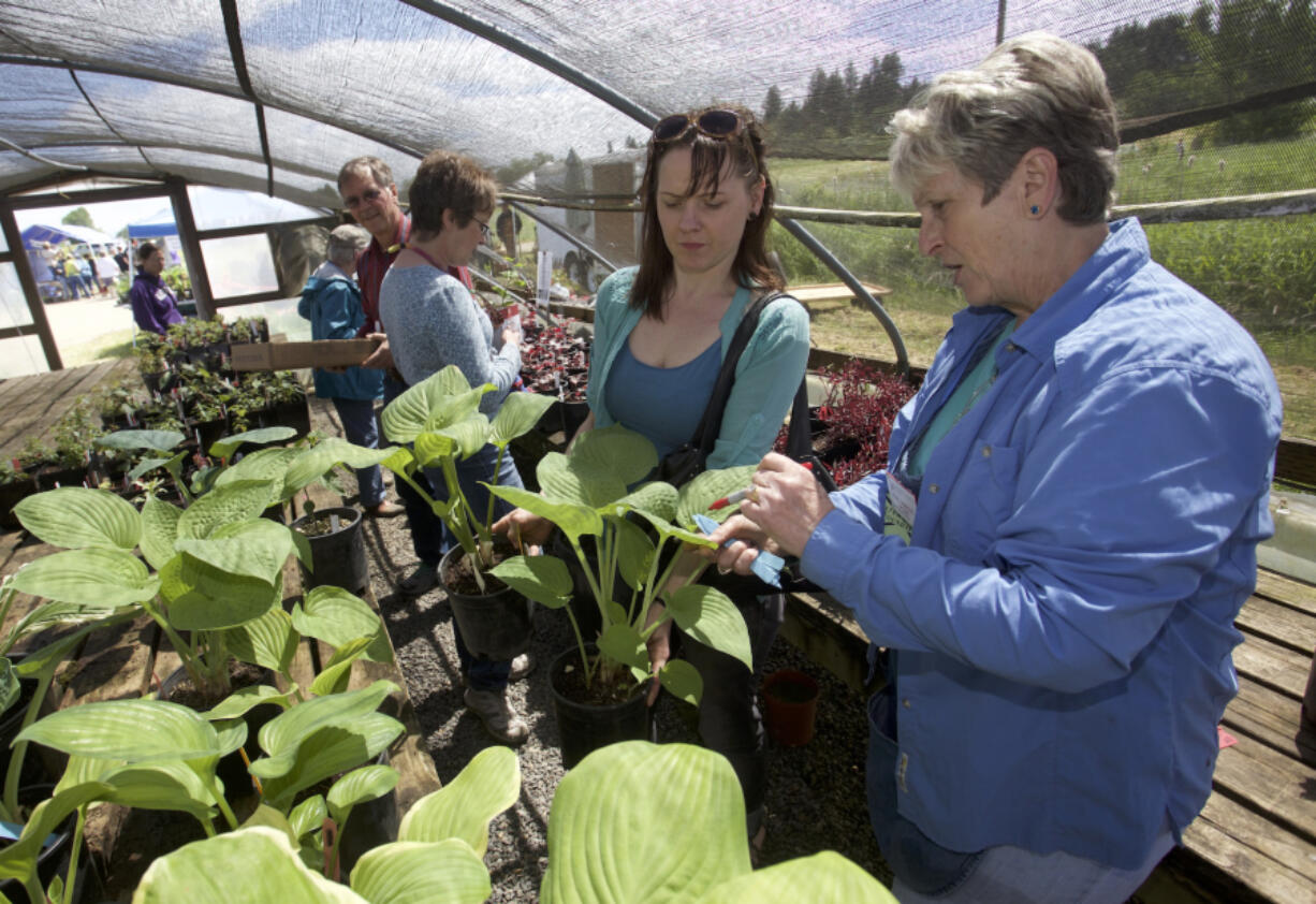 Margaret Wendel of Hazel Dell, center, looks at hosta plants with Master Gardener Fran Hammond, right, at a plant sale Sunday at the 78th Street Heritage Farm.