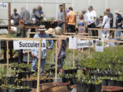 Shoppers browse the Master Gardener Foundation&#039;s Mother&#039;s Day-weekend plant sale at the 78th Street Heritage Farm on Sunday. About 22,000 plants were up for grabs over the weekend.