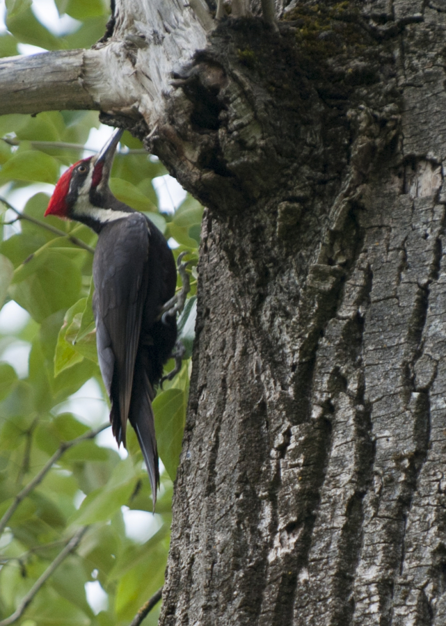 A pileated woodpecker looks for ants in a tree at the Steigerwald Lake National Wildlife Refuge near Washougal.