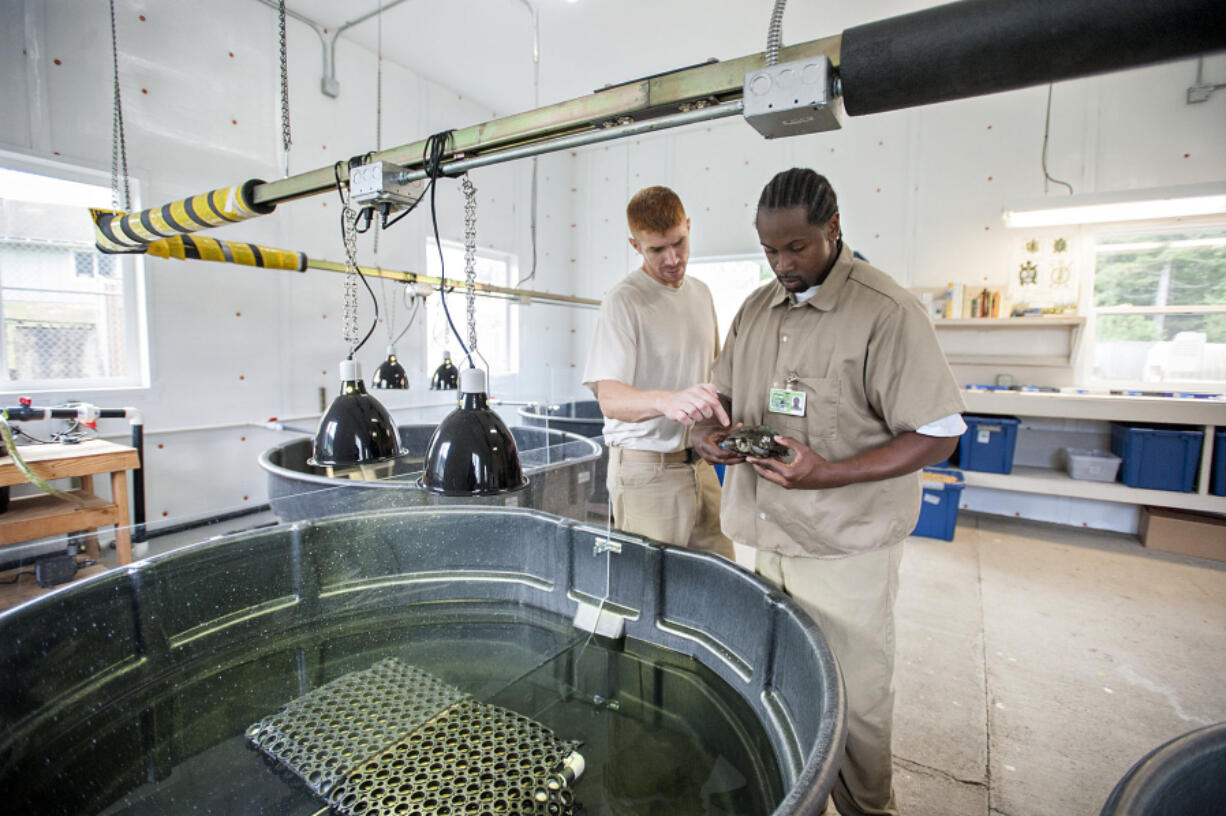 Turtle technicians Joseph Goff, left, and Terrell Hill, both inmates at Larch Corrections Center, examine the lesions on the shell of a Western pond turtle.