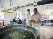 Turtle technicians Joseph Goff, left, and Terrell Hill, both inmates at Larch Corrections Center, examine the lesions on the shell of a Western pond turtle.