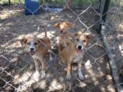 Elsa, from left, Kristoff and Anna are the Rolling family&#039;s guard dogs.