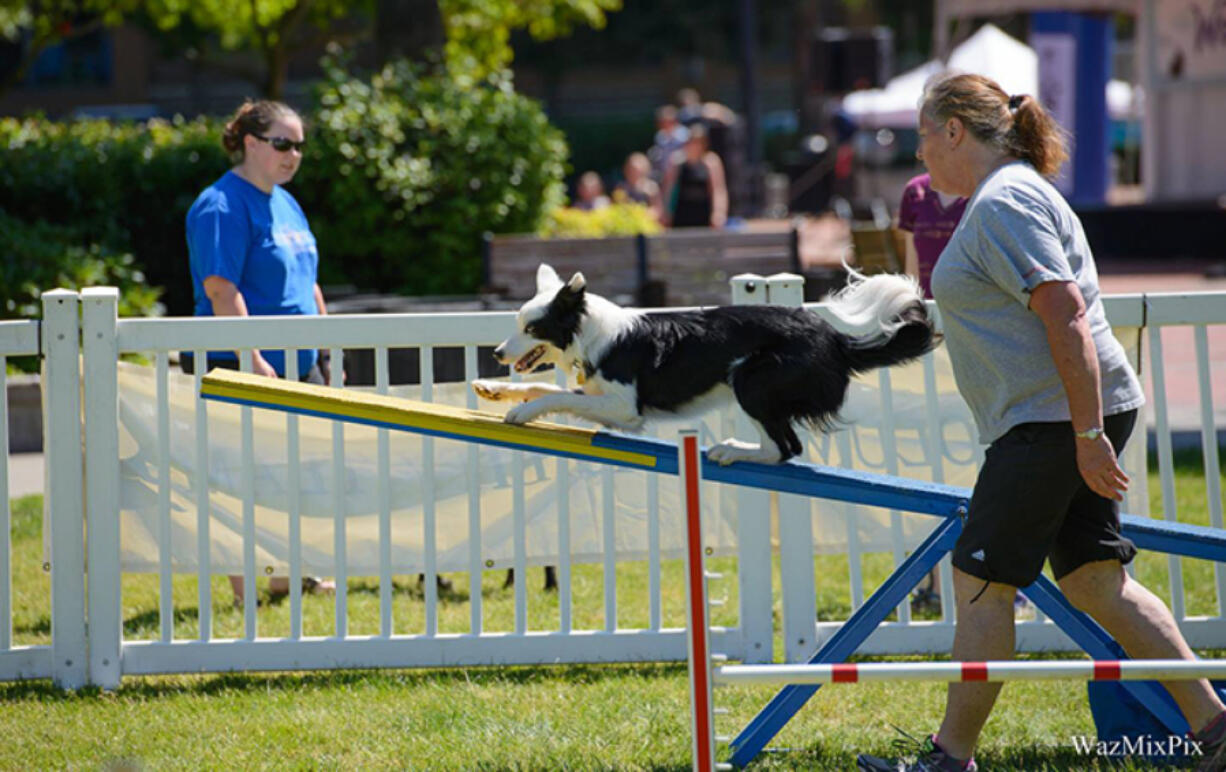 Esther Short: This year&#039;s Humane Society of Southwest Washington raised a record amount, and also featured a dog agility course.