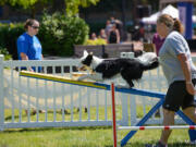 Esther Short: This year&#039;s Humane Society of Southwest Washington raised a record amount, and also featured a dog agility course.