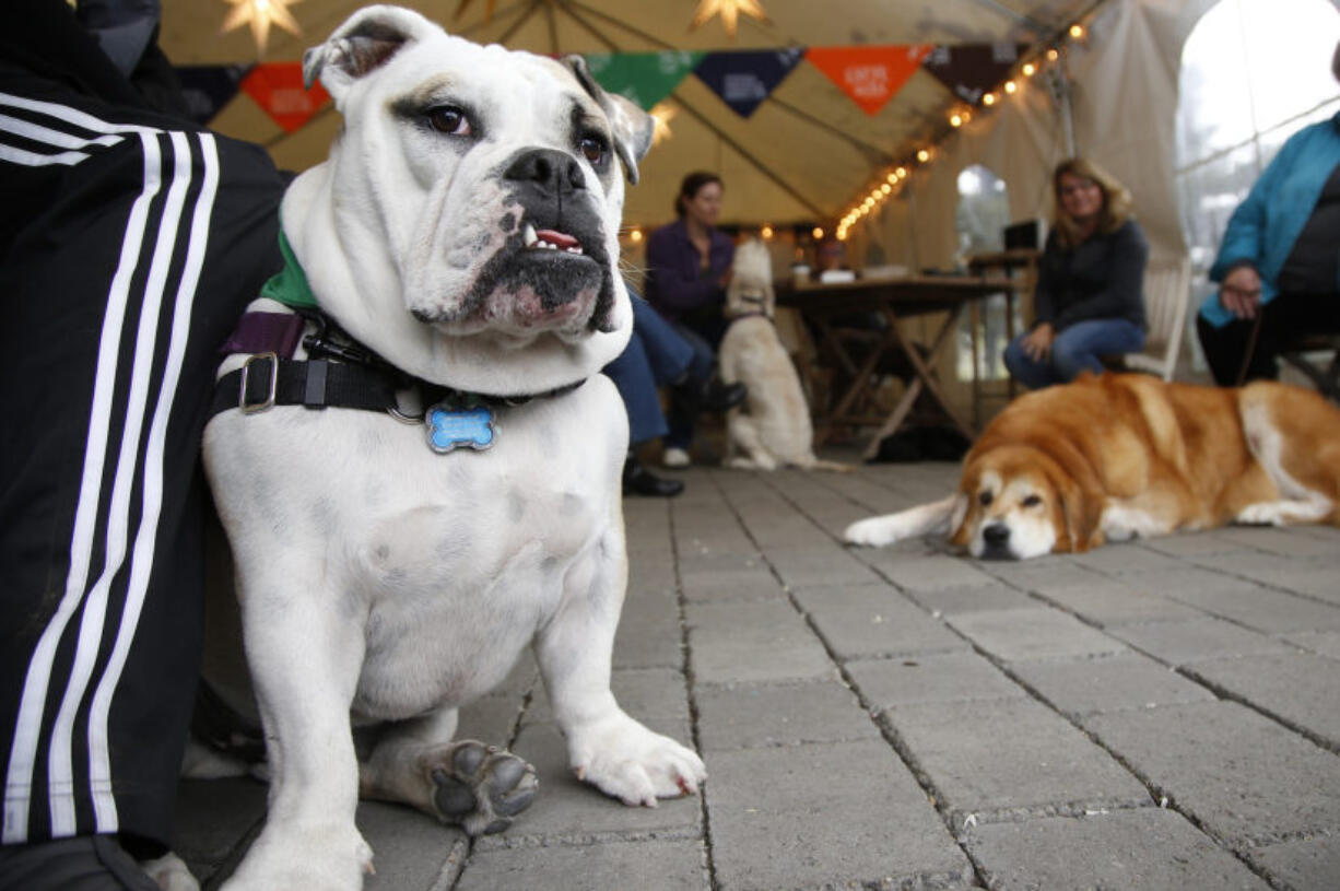 Winston, an English bulldog, sports a green bandana designed by the people of Latte Da Coffeehouse and Wine Bar in Vancouver. A newly formed meetup, Pups and People, holds a Saturday afternoon dog adoption fair and hangout at the coffee shop.