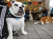 Winston, an English bulldog, sports a green bandana designed by the people of Latte Da Coffeehouse and Wine Bar in Vancouver. A newly formed meetup, Pups and People, holds a Saturday afternoon dog adoption fair and hangout at the coffee shop.