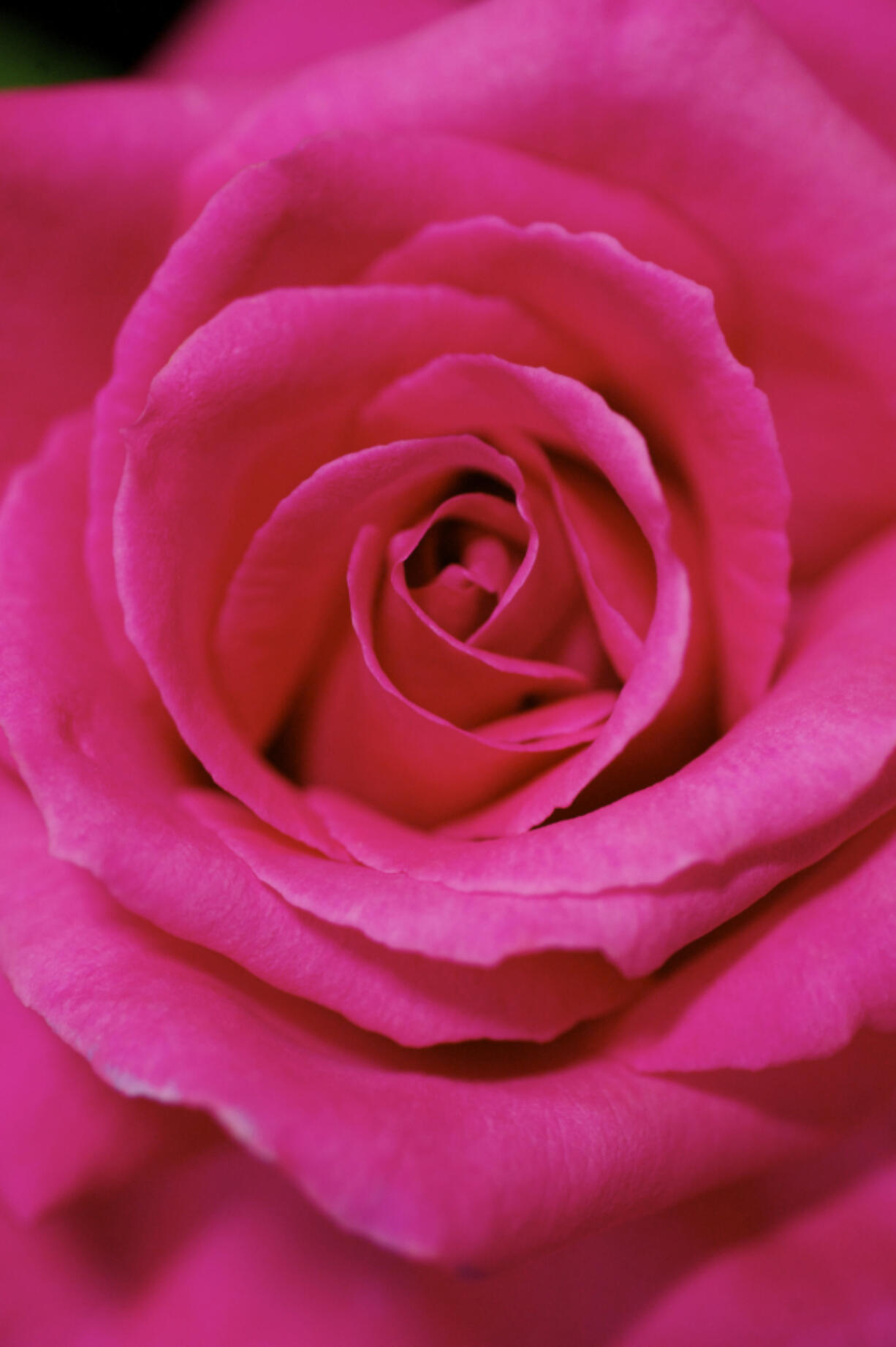 Louis and Sally Rossetto&#039;s Electron Rose was named Queen of Show at the Fort Vancouver Rose Society Rose Show at the First Church of God in 2012.