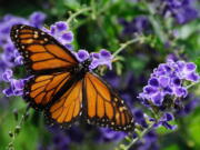 A monarch butterfly feeds on a duranta flower in Houston.