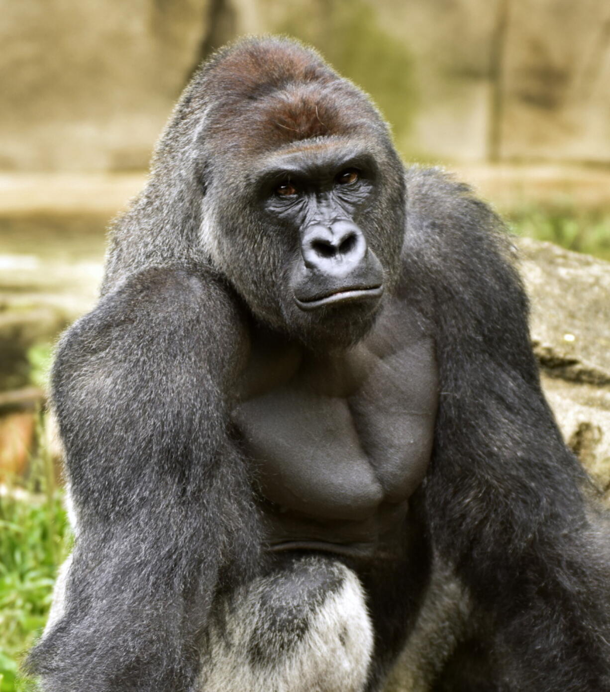 Harambe, a western lowland gorilla, here in June 2015, was fatally shot Saturday after a 3-year-old boy fell into his enclosure.