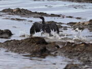 FILE - In this May 21, 2015, file photo, an oil-covered bird flaps its wings amid at Refugio State Beach, north of Goleta, Calif. Plains All American Pipeline said in a statement Tuesday, May 17, 2016, that a California grand jury has indicted the company and one of its employees in connection with the pipeline break. (AP Photo/Jae C.