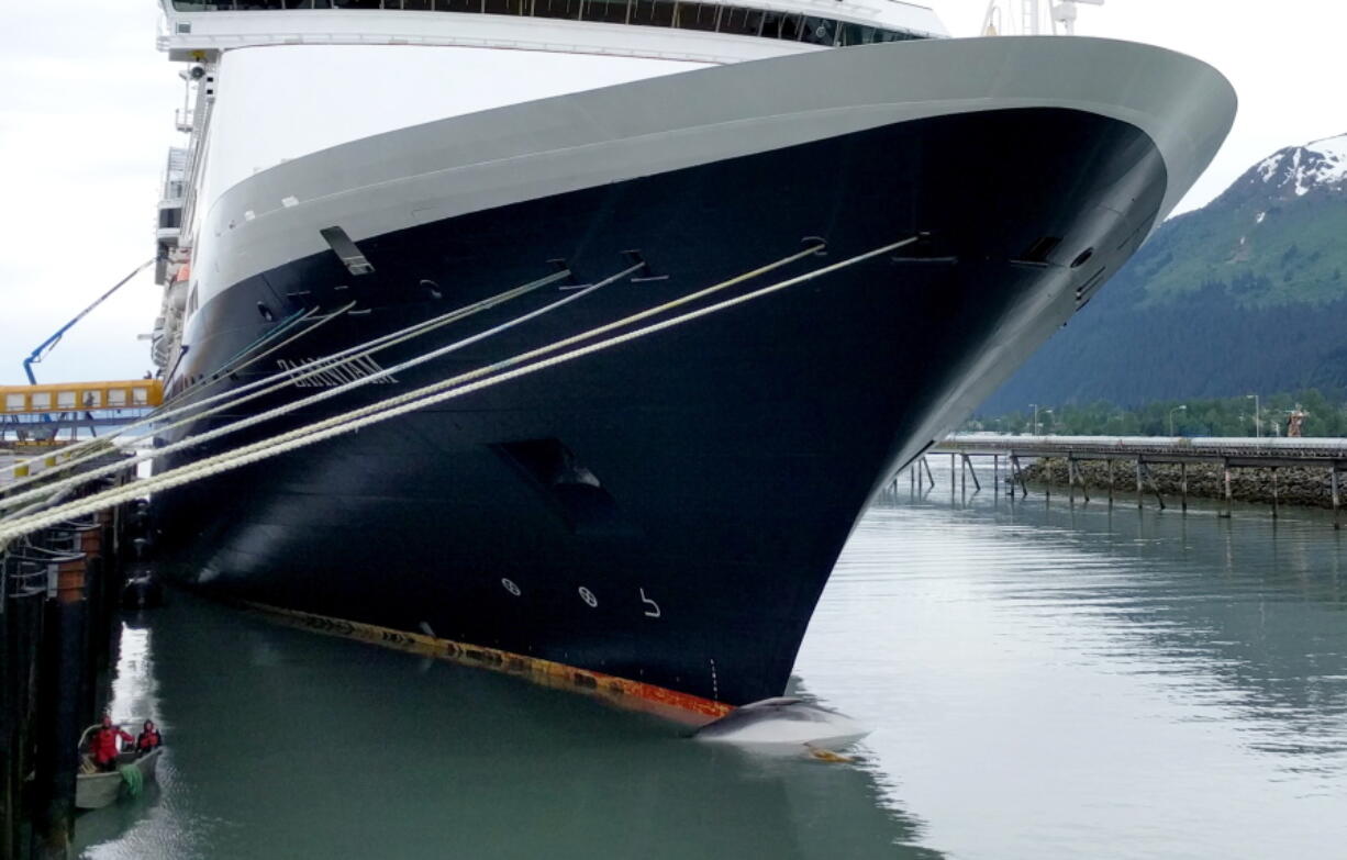 A whale carcass on the bow of a cruise ship is seen Sunday at a port in Seward, Alaska. A veterinary pathologist worked Monday to determine what killed the juvenile fin whale.