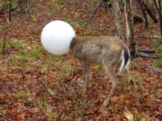 A deer with its head caught in the globe from a lighting fixture over its head stands May 3 in the woods in Centereach, N.Y. The deer was able to extricate itself with the help of Environmental Conservation Officer Jeff Hull. Hull wrestled with the deer for a while and the globe shook free in the process.