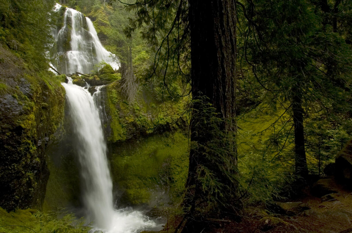 Falls Creek Falls are best in the spring when the stream is swollen by snow melting out of Indian Heaven Wilderness.