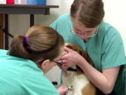 Volunteers associated with Michigan State University&#039;s College of Veterinary Medicine draw blood from a dog during a lead screening event April 16 at the Humane Society of Genesee County in Burton, Mich.