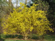 This forsythia in New Paltz, N.Y., is in all its glory this spring because it was pruned well last spring.