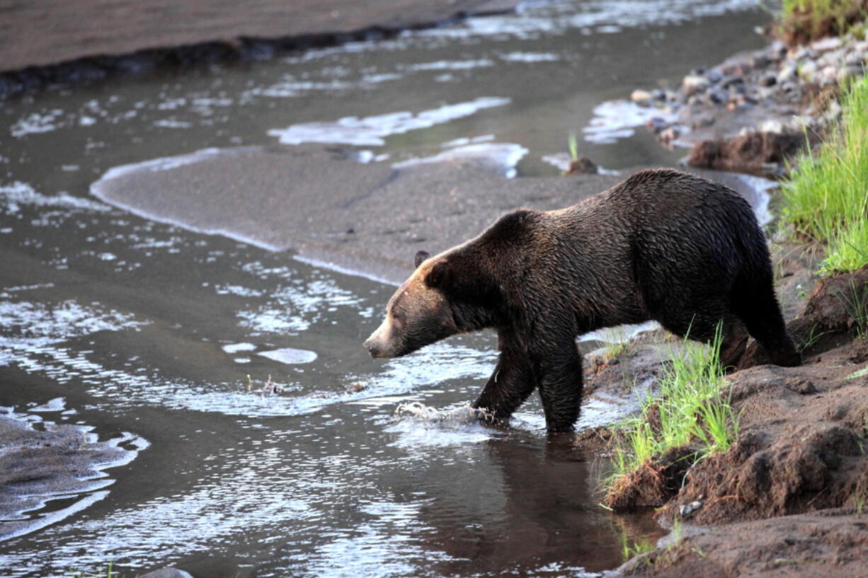 A grizzly bear wades into water Aug. 2, 2012, near the Lamar Valley in Yellowstone National Park in Wyoming. Three states, Wyoming, Montana and Idaho, are getting ready for the possible return of grizzly bear hunting in the Rocky Mountains for the first time in four decades. The three states are coordinating their plans. Montana released an outline for its hunting regulations on Thursday.